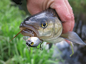 Очі для приманки риби 5 мм, Gold, 50 шт., фото 4