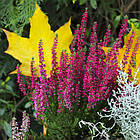 Саджанці Вересу Марі Ан (Calluna vulgaris Mary Ann) С1, фото 2