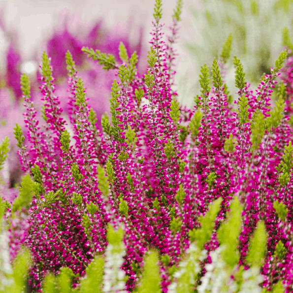 Саджанці Вересу Марі Ан (Calluna vulgaris Mary Ann) С1, фото 1