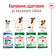 Акція! Сухий корм Royal Canin Mini (Роял Канін Міні) для собак дрібних порід 3.2 кг + 800 гр у подарунок!, фото 3