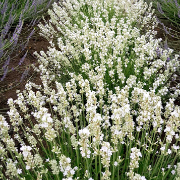 Лаванда вузьколиста 'Edelweiss' (Едельвейс) р9