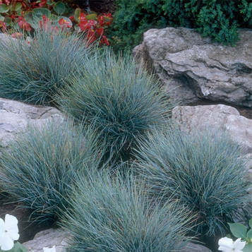 Вівсяниця сиза р9