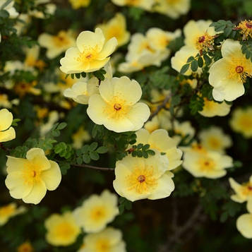 Перстач "Прімроуз Б'юті" С2