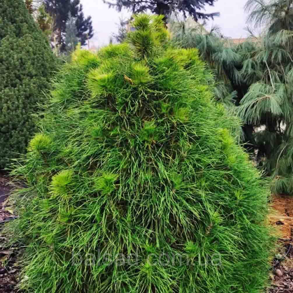 Сосна звичайна Ксавері / С20 / h 80-100 / Pinus Xavery