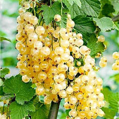 Смородина біла сорт Уайт Холландер 1 річна, напівупакована (пізнього терміну дозрівання)