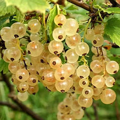 Смородина біла сорт Імператорська Жовта 1 річна, напівупакована (раннього терміну дозрівання)