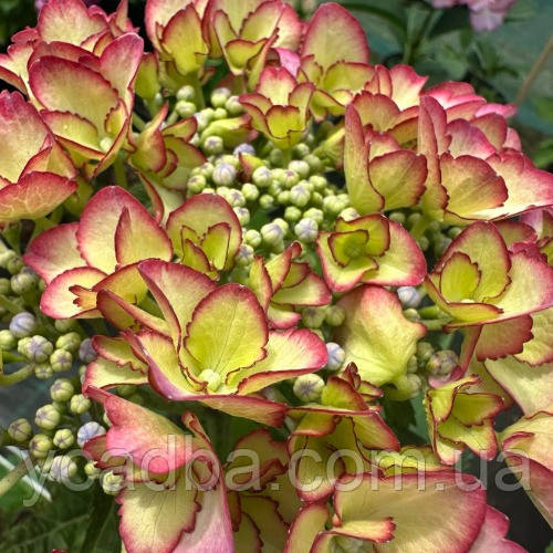 Гортензія крупнолистова Френч Канкан Роуз, French Cancan Rose 29 (горщик 3л)