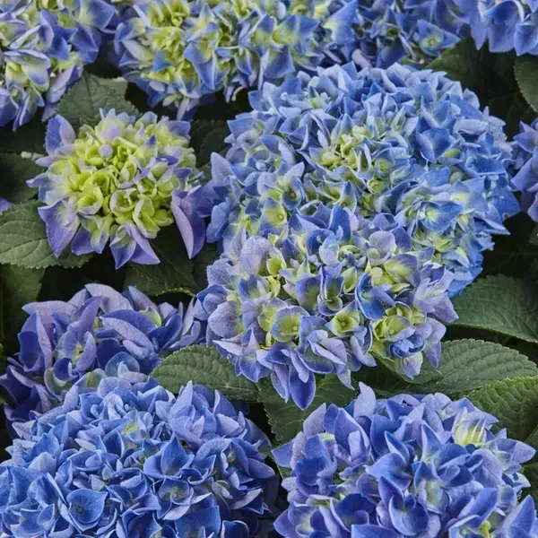 Саджанці Гортензії крупнолистної Саксон Ратхен (Hydrangea macrophylla Saxon Rathen) Р9