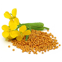 Насіння Гірчиці Салатної