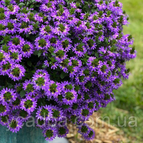 Сцевола ампельна Saphira Purple Blue (контейнер 0,5 л)
