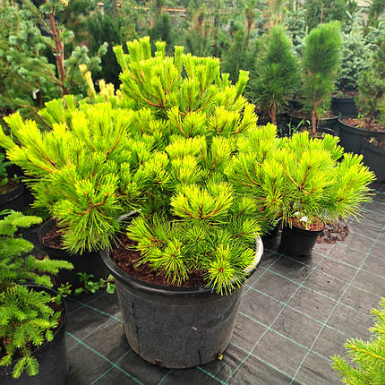 Сосна густоквіткова Лоу Глоу / С45 / d 80-100 / Pinus Low Glow, фото 1