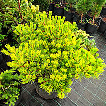 Сосна густоквіткова Лоу Глоу / С45 / d 80-100 / Pinus Low Glow, фото 2