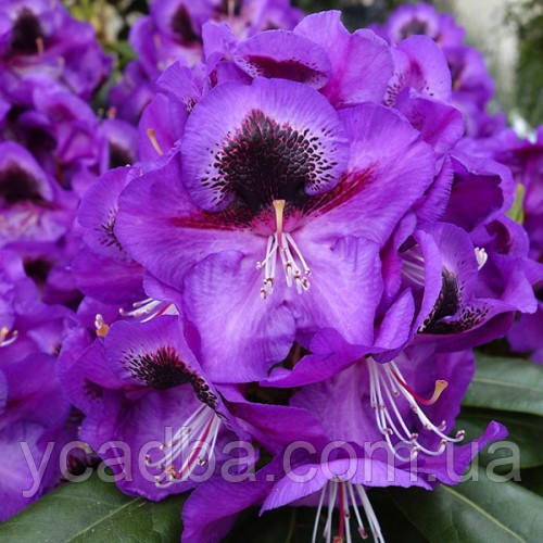 Рододендрон гібридний Барітон (горщик 2,5л), фото 1