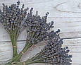 Сухоцвіт квіти лаванди, пучок 50-55 шт, фото 3