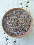 Верес звичайний (Calluna vulgaris (L.) Hill.) 100г, фото 3