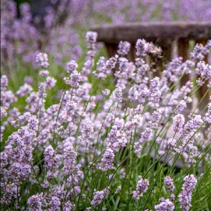 Лаванда вузьколиста " 'Rozea'. Контейнер 0,5л, фото 1