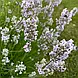 Лаванда вузьколиста " 'Rozea'. Контейнер 0,5л, фото 3