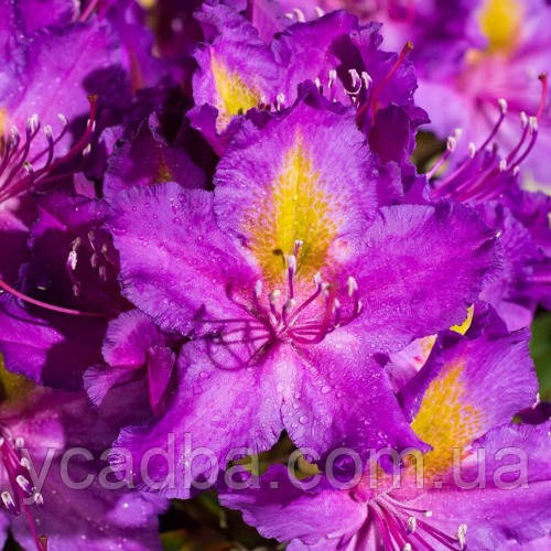 Рододендрон гібридний Лібретто (контейнер 2,5л), фото 1