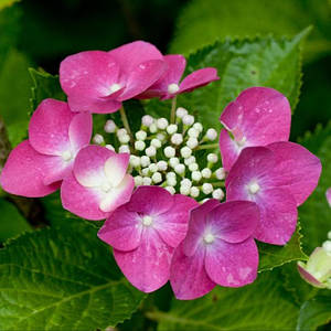 Гортензія великолиста "Fasan". Контейнер 3л