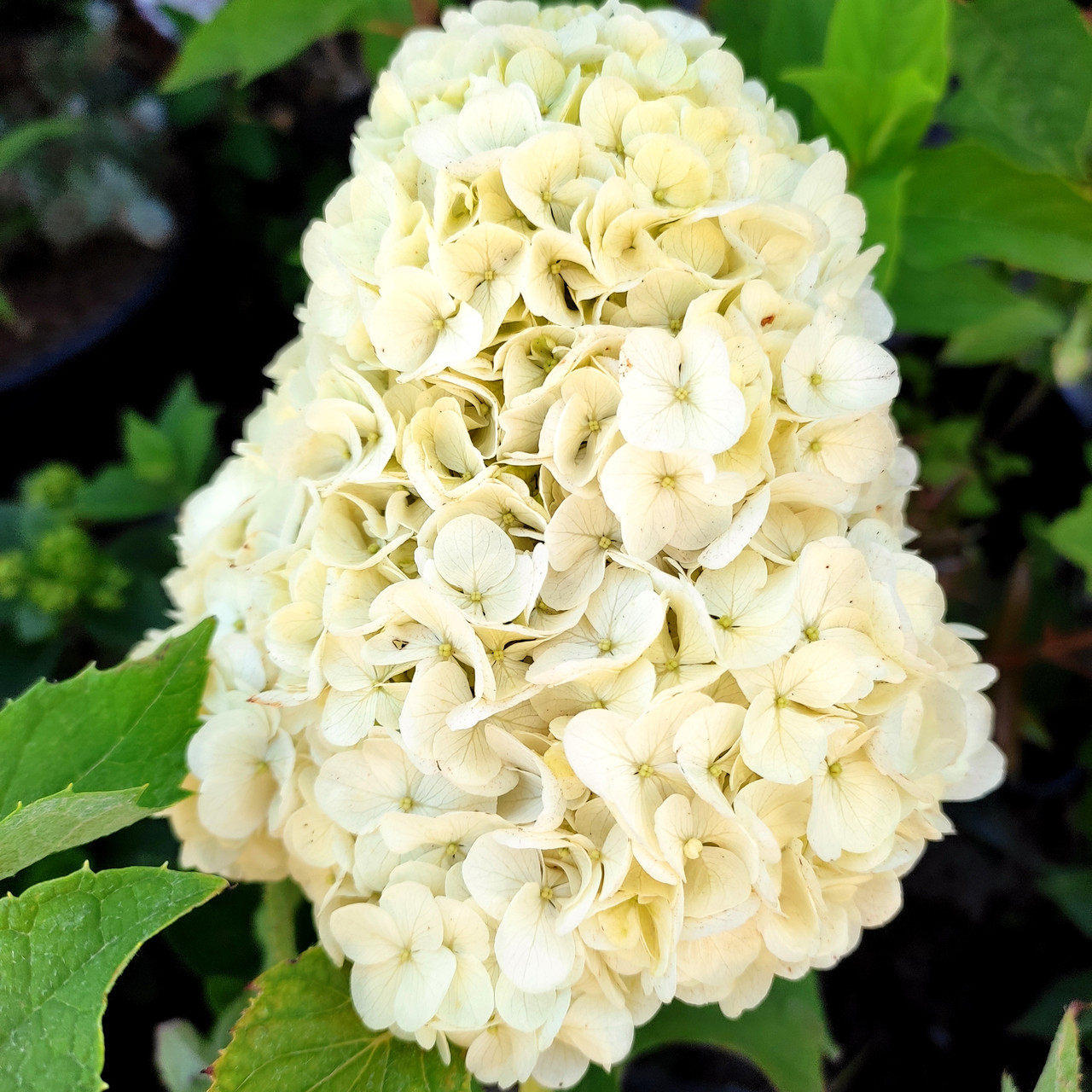 Гортензія дуболиста Тара / Р12 / Hydrangea quercifolia Tara