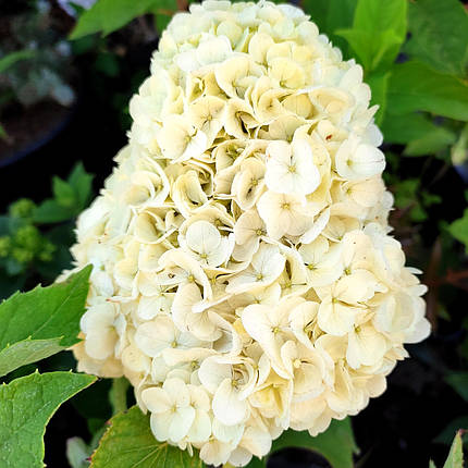 Гортензія дуболиста Тара / Р12 / Hydrangea quercifolia Tara, фото 1