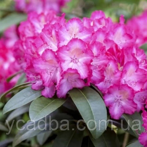 Рододендрон гібридний Стернзубер (горщик 0,5 л), фото 1