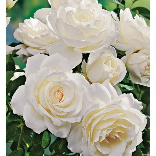 Роза флорибунда Айсберг - фото 2 - id-p29490240
