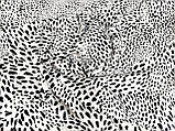 Тканина супер софт, леопардовий принт на білому фоні. №2229, фото 6