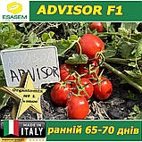Томат ранній ЕДВАЙЗЕР F1 / ADVISOR F1, ТМ Esasem (Італія), фото 4
