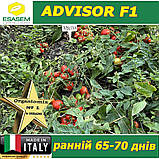 Томат ранній ЕДВАЙЗЕР F1 / ADVISOR F1, ТМ Esasem (Італія), фото 5