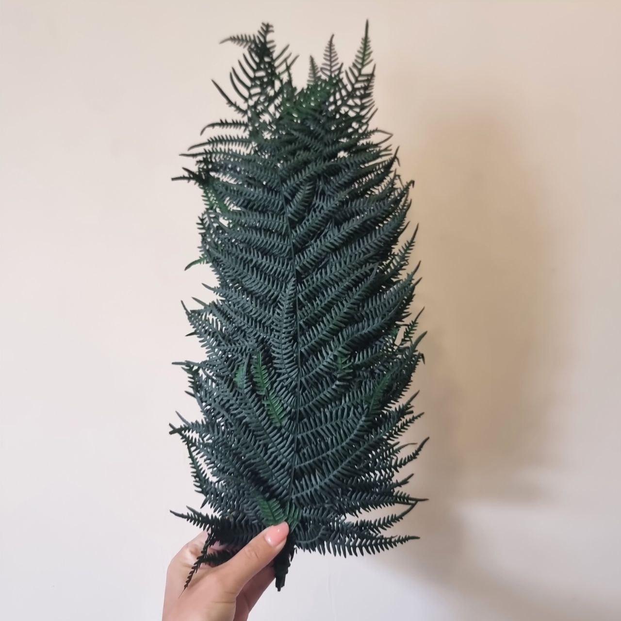 Папороть довголистковий Паршеман стабілізований