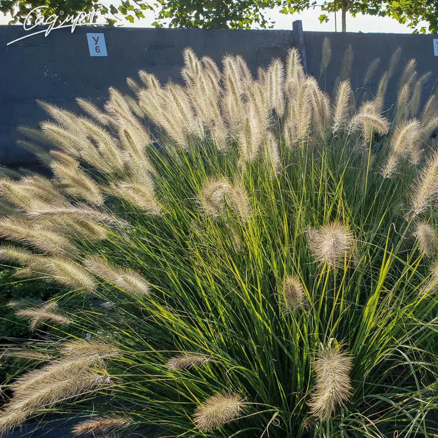 Пенісетум волохатий. Контейнер 1л, фото 1