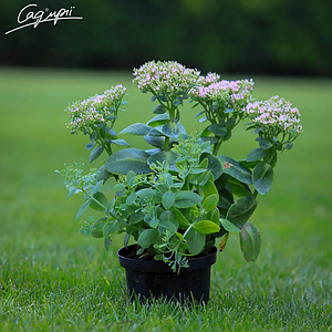 Очиток видний 'Brilliant'. Контейнер 0,5л