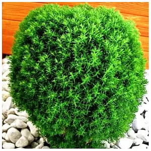 Сантоліна Green (25-30 см, зкс)