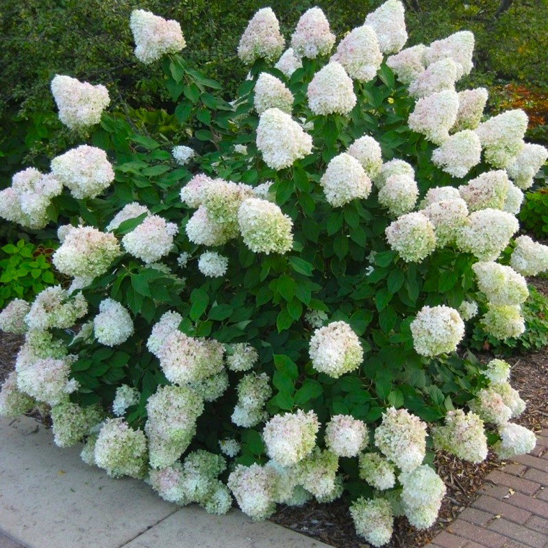 Саджанці Гортензії Сільвер Долар (Hydrangea paniculata Silver Dollar)