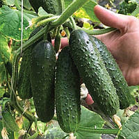 Насіння огірка Ілонара F1 (Rijk Zwaan), поштучно — огірок партенокарпік, ранній гібрид огірок