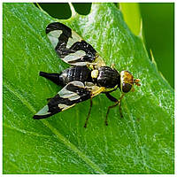 Червива вишня — ознака появи вишневої мухи