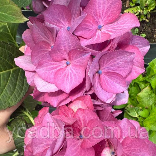 Гортензія великолиста Сілки Пінк Silky Pink 23 (контейнер 0,5 л)