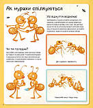 Енциклопедія Світ мурах, фото 3