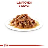 Royal Canin Kitten Sterilised Роял Канін Кіттен вологий корм для стерил. кошенят, шматочки у соусі, 85 гр, фото 4