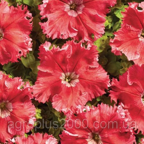 Петунія бахромчаста крупноквіткова Афродіта F1 Червона 200 насінин Cerny