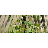 Джутовий шпагат 240г, фото 5