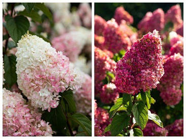 Гортензія волотиста Strawberry Blossom 3річна, Гортензия метельчатая Строберри Блоссом, Hydrangea paniculata