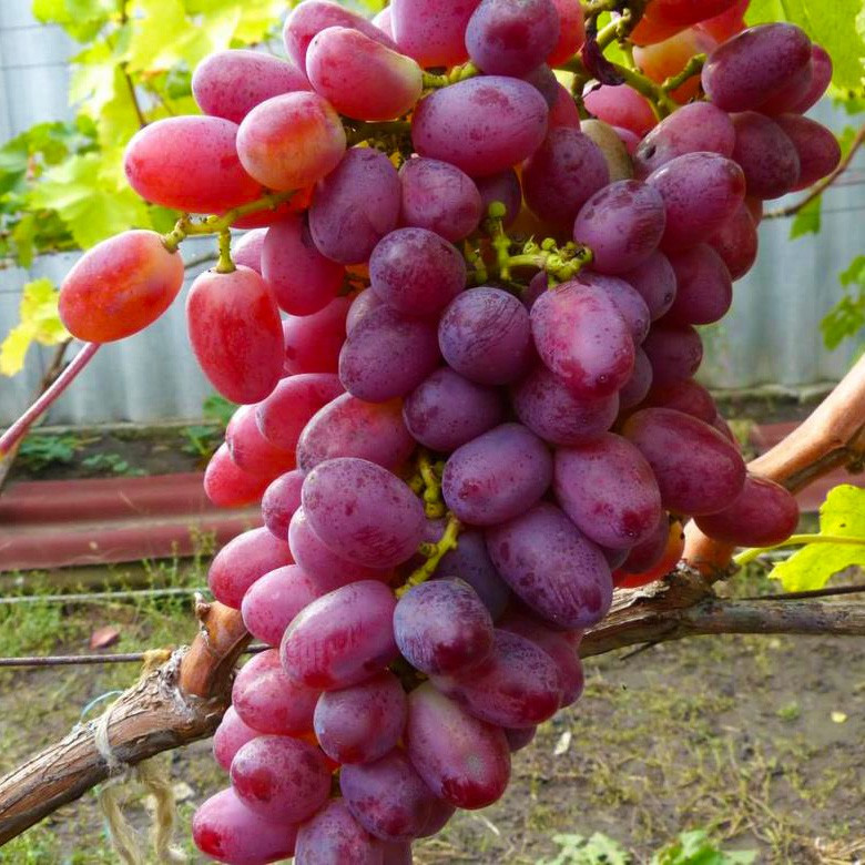 Саджанець винограду Скарлетт рояв кишмиш столовий