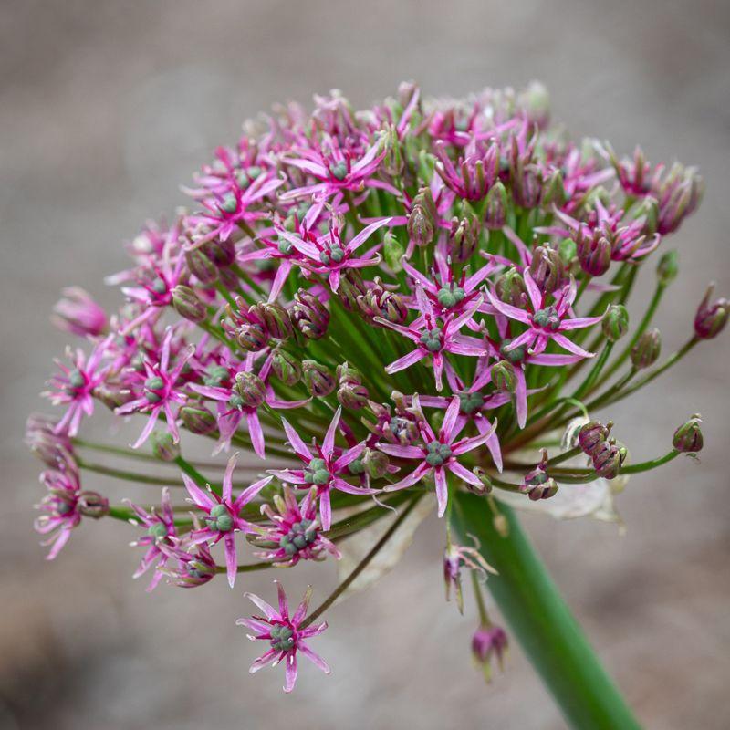 Алліум Toabago 10/12
