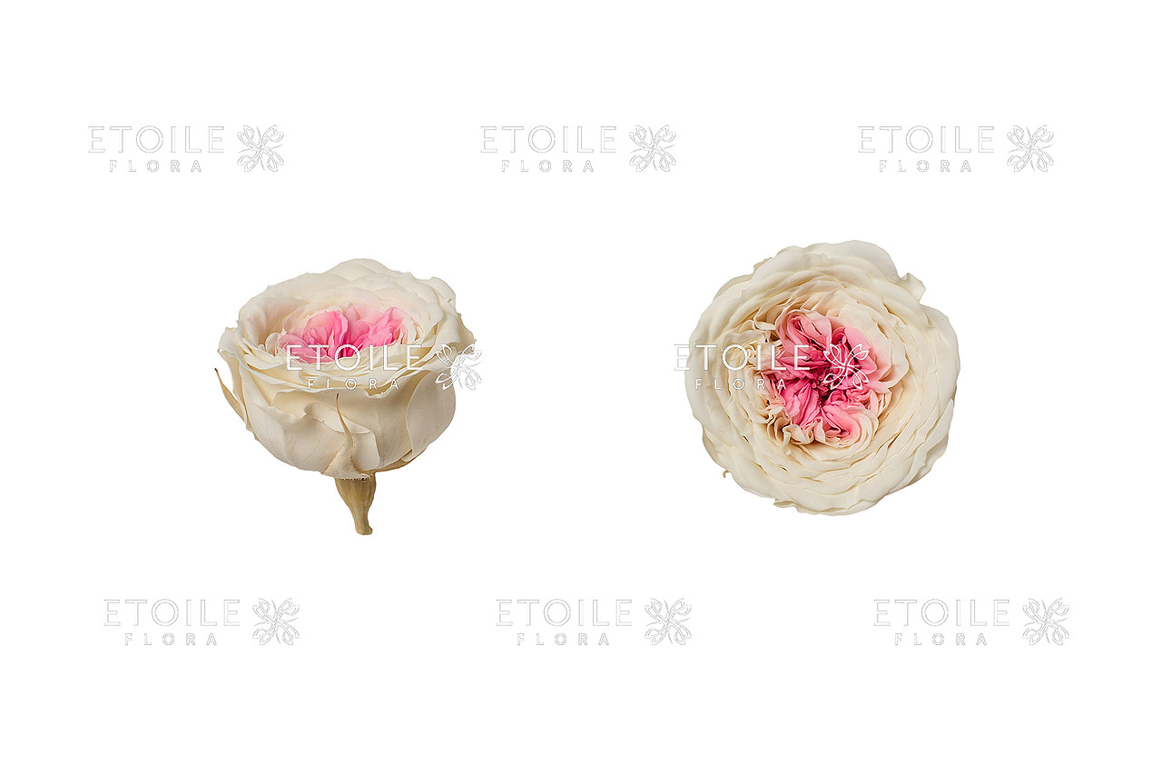 Пионовидная роза стабилизированная Амелия Двухцветная - фото 1 - id-p422273695