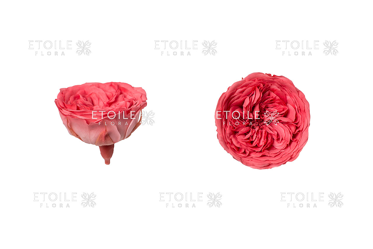 Пионовидная роза стабилизированная Амелия Коралловая - фото 2 - id-p422278716