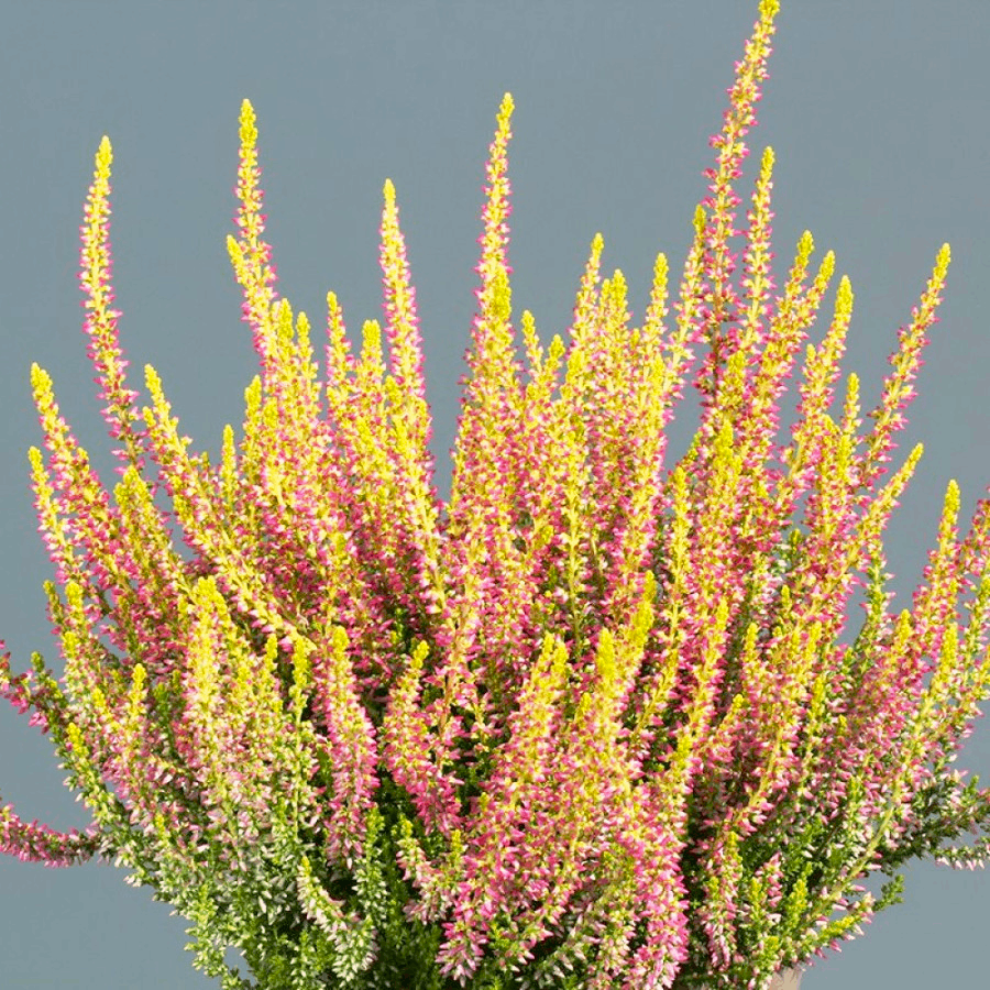 Саджанці Вересу Голден Анжі (Calluna vulgaris Golden Angie) C1, фото 1