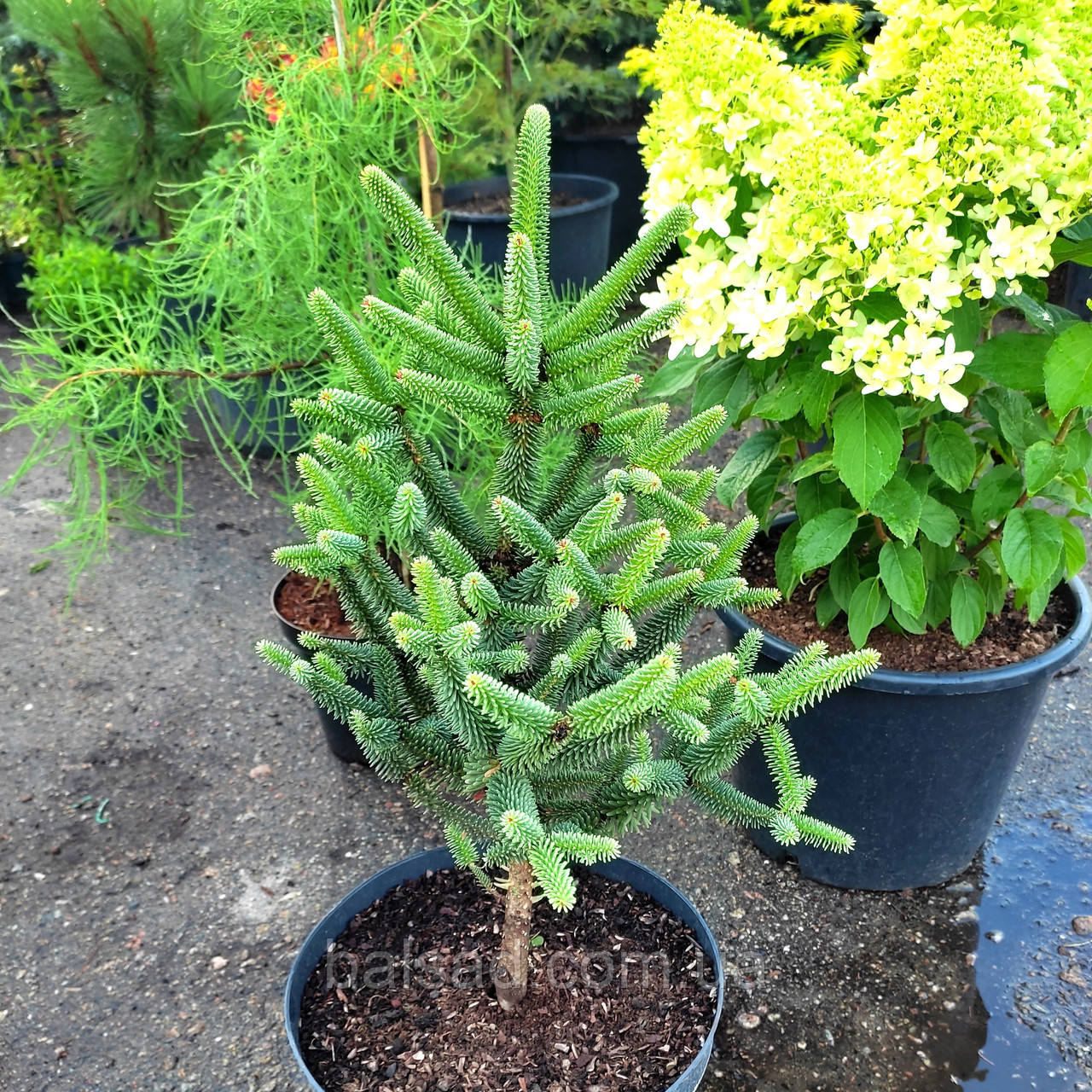 Ялиця іспанська Фастігіата / h 50-60 / Abies pinsapo Fastigiata