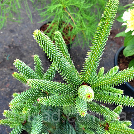 Ялиця іспанська Фастігіата / h 50-60 / Abies pinsapo Fastigiata, фото 3